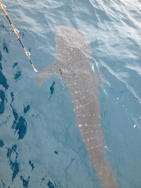 whale shark