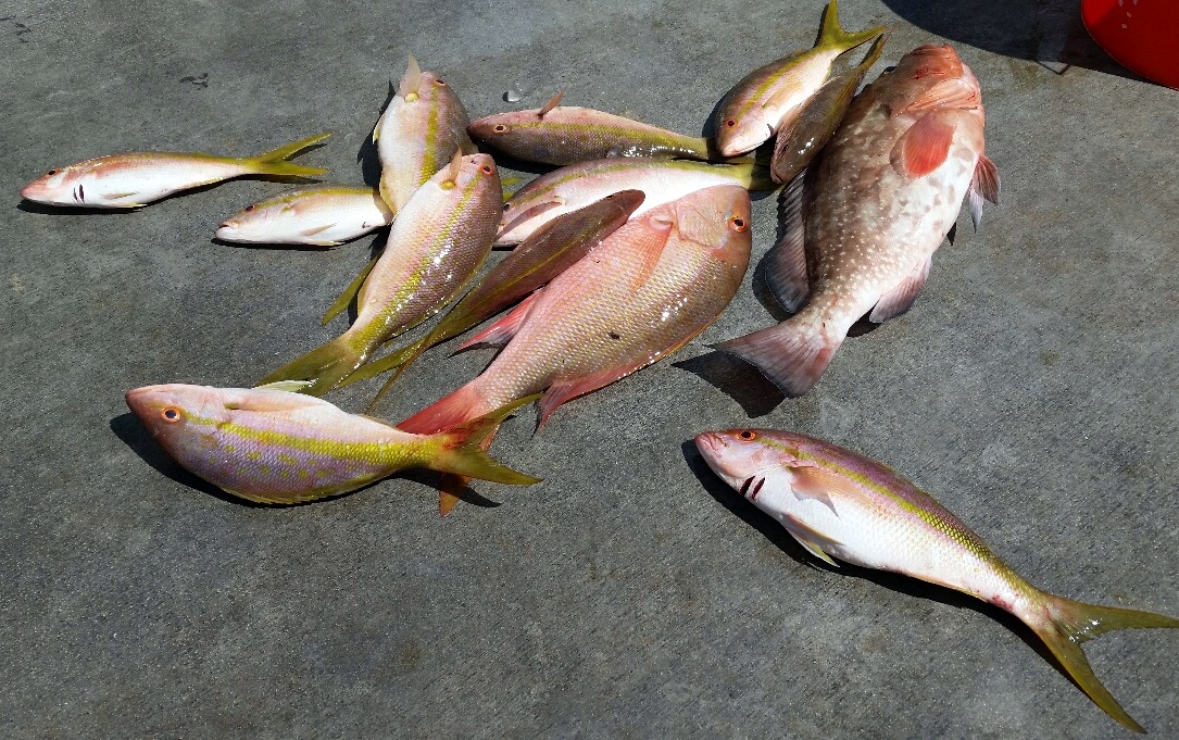 Wednesday, October 1, 2014  8am-12noon  Red Grouper