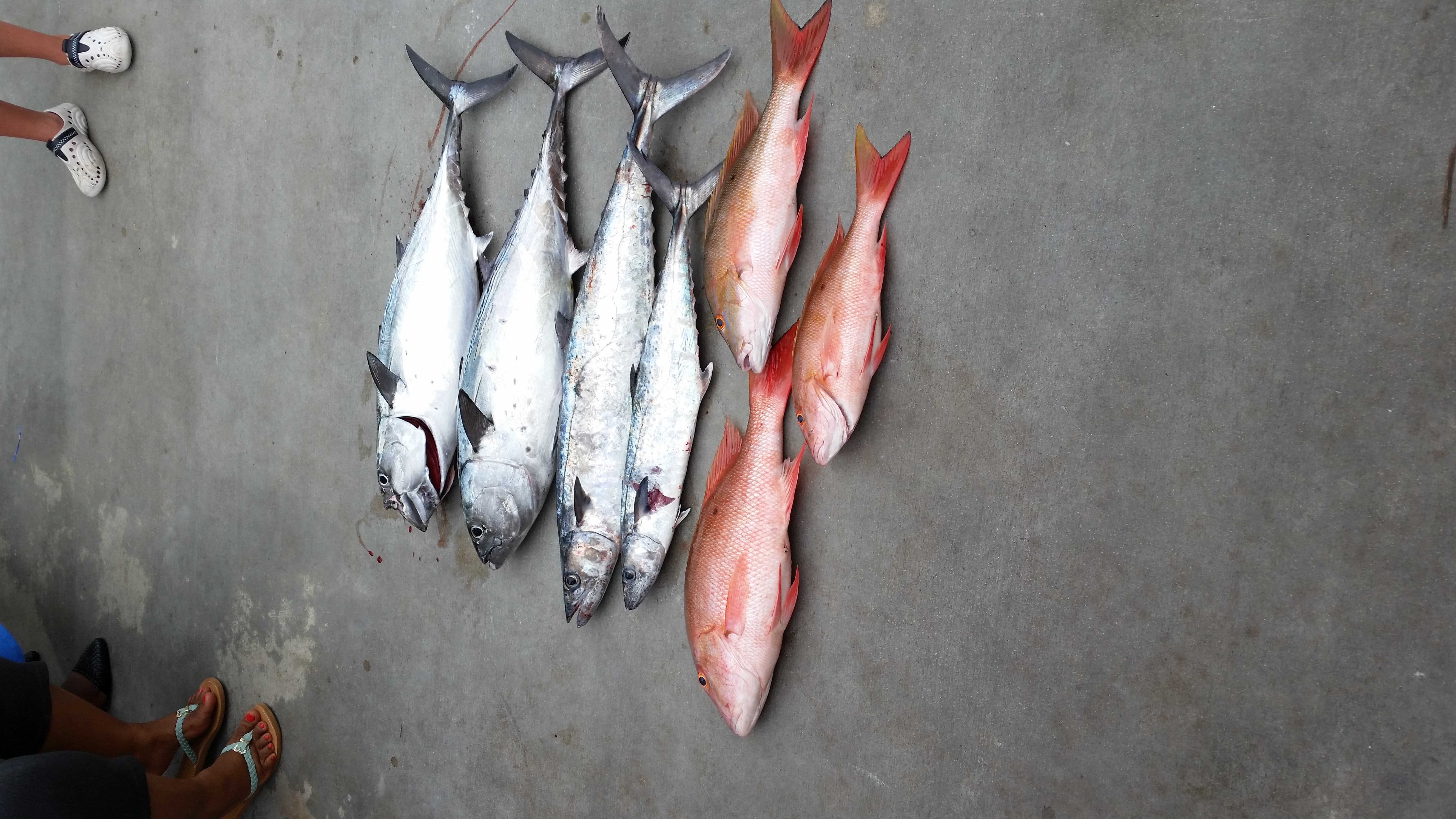 Tuesday, Juy 22, 2014 8am-12noon Mutton Snapper, Bonito, and King Makerel