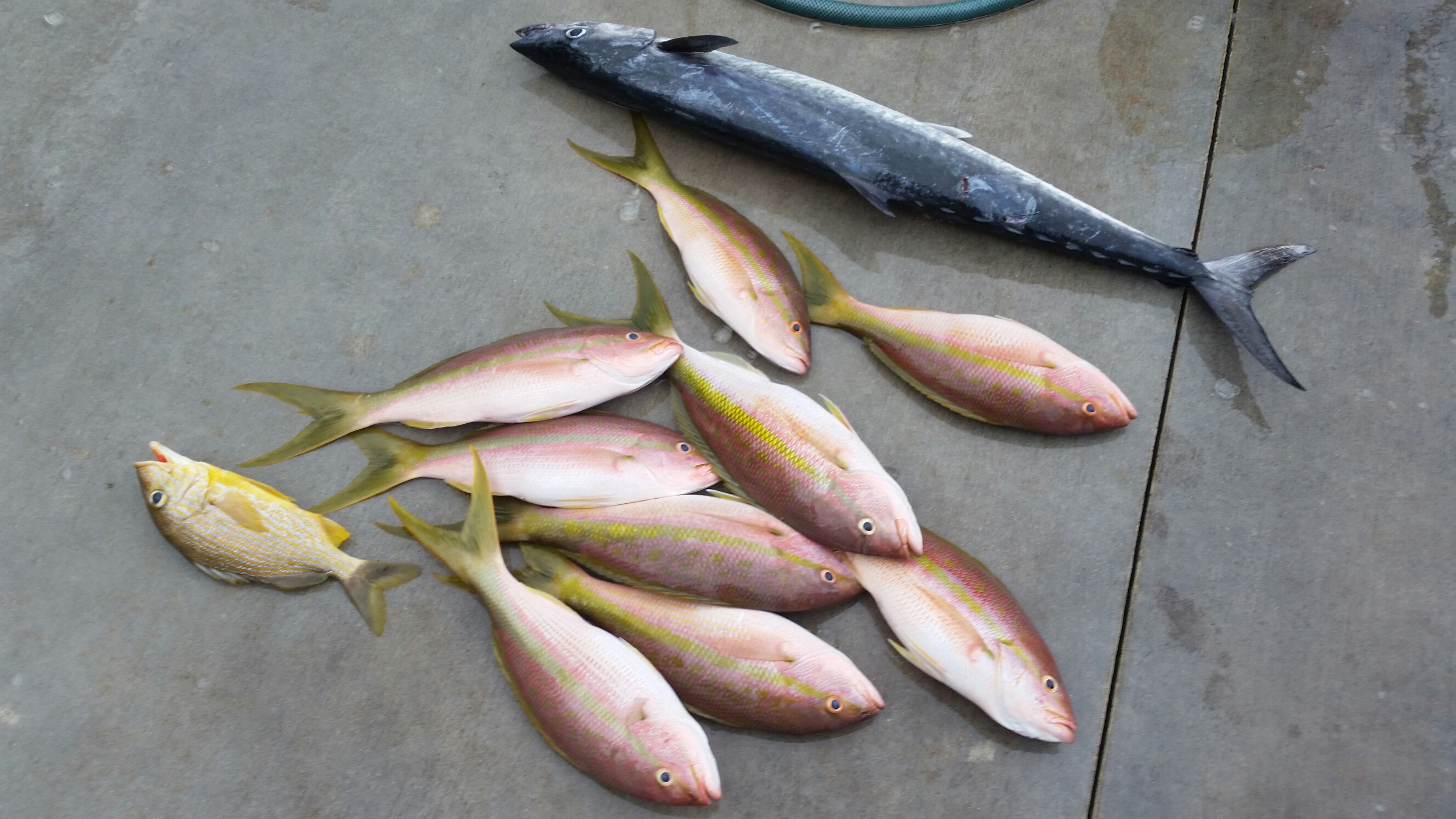 Tuesday, July 15, 2014   8am-12noon