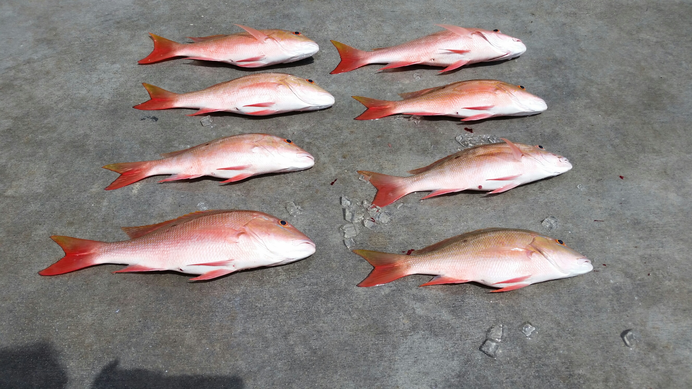 Thursday, September 4, 2014  8am-12noon  Mutton Snapper