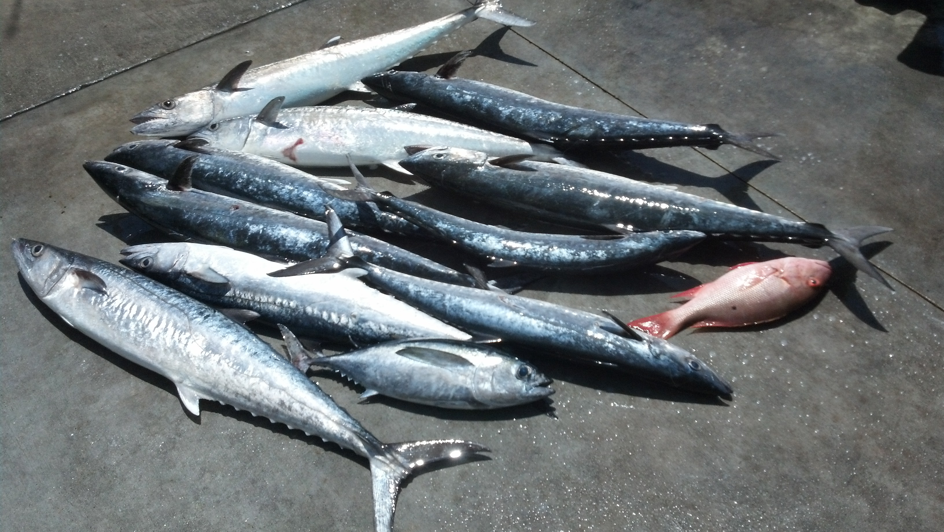 King Mackerel and Blackfin Tuna