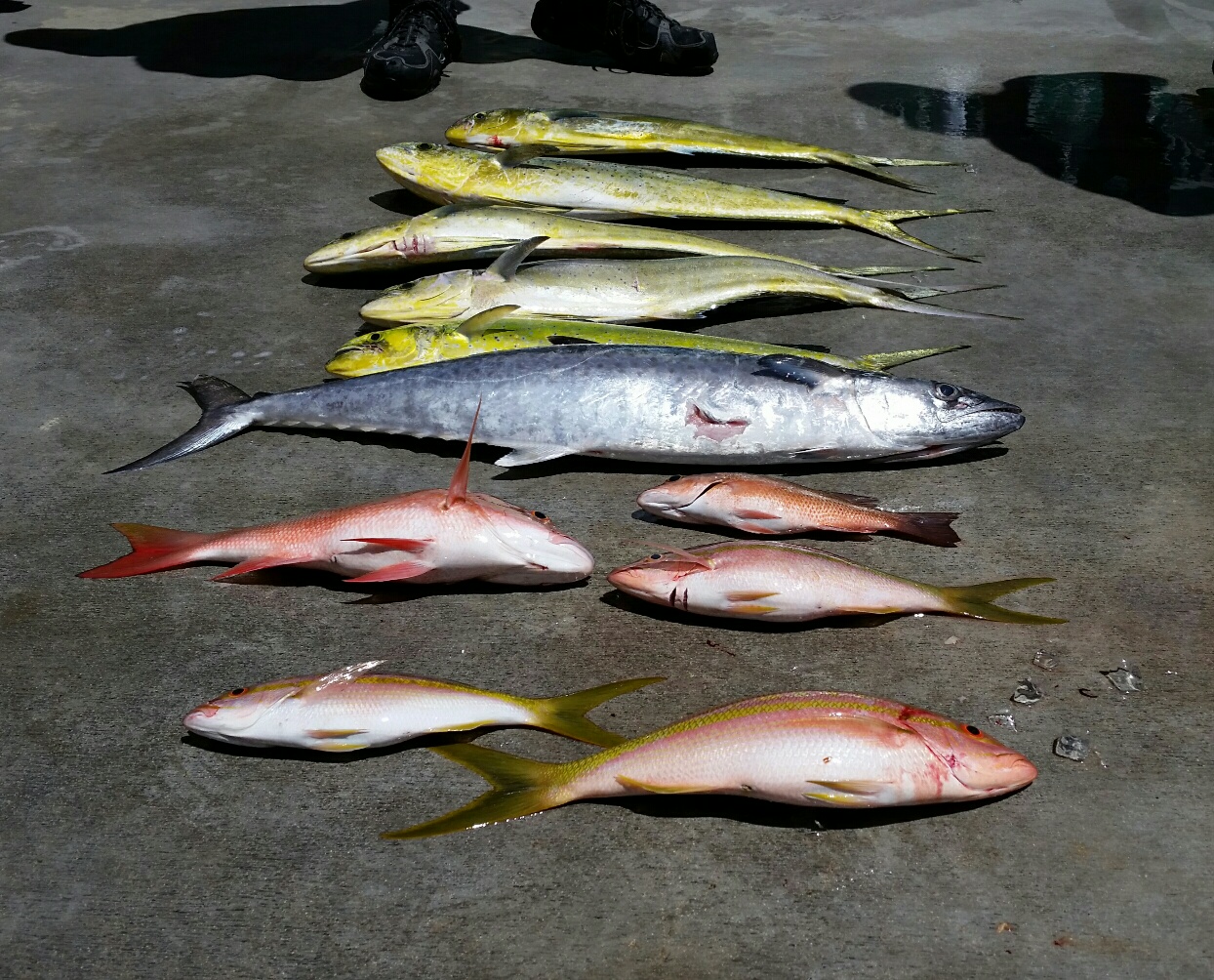 Tuesday August 18, 2015