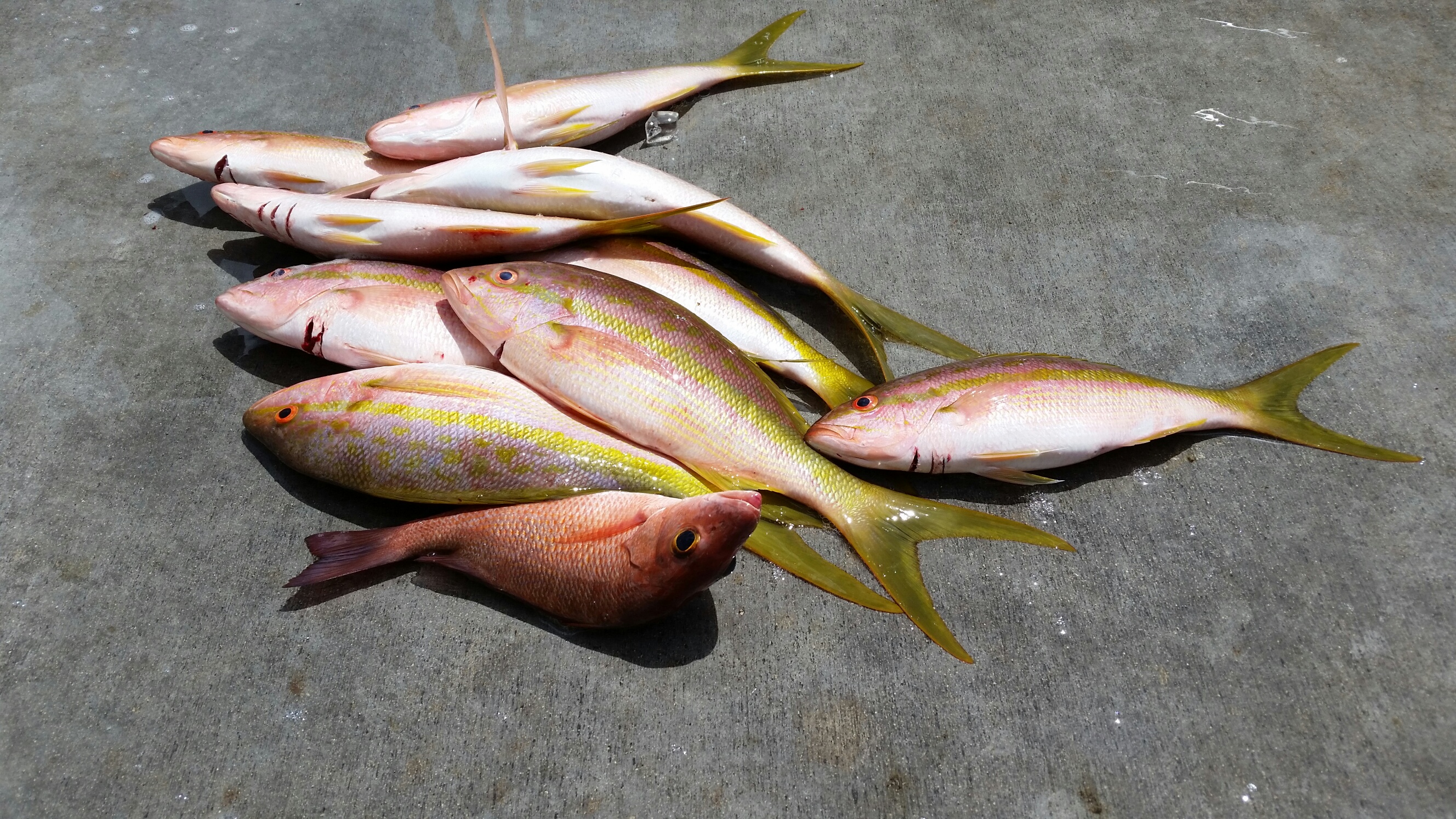 Tuesday, Aug 26, 2014 8am-12noon Snapper and a Bonito