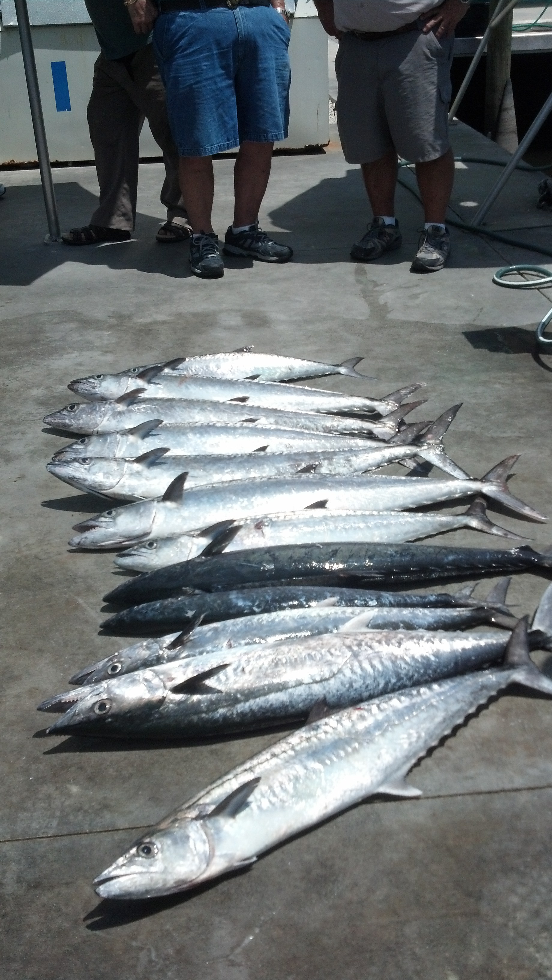 KING MACKEREL, WEDNESDAY, MAY 7, 2014   8AM-12NOON